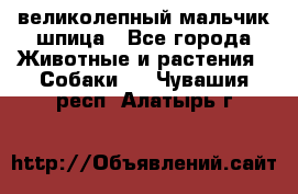 великолепный мальчик шпица - Все города Животные и растения » Собаки   . Чувашия респ.,Алатырь г.